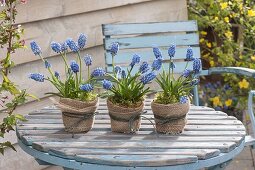 Muscari aucheri 'Blue Magic' (Traubenhyazinthen) in Tontoepfen