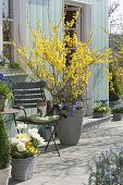 Blooming forsythia on the terrace