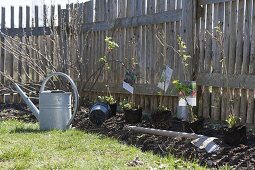 Woman planting berry bushes bed on fence