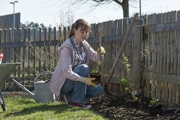 Woman planting berry bushes bed on fence