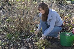 Woman fertilizing shrubs in spring and works the fertilizer into the soil