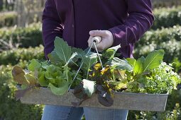 Beet im Biogarten mit Salat, Kohlrabi, Hornveilchen und Petersilie bepflanzen