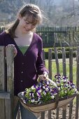 Plant the bed in the organic garden with lettuce, kohlrabi, horned violet and parsley