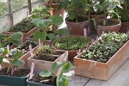 Prefer to plant vegetables and summer flowers in the greenhouse