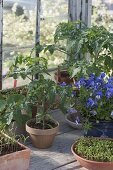 Gemuesepflanzen und Sommerblumen im Gewächshaus vorziehen