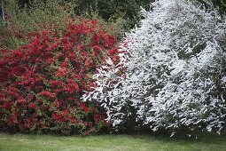 Chaenomeles 'Crimson and Gold' and Spiraea arguta