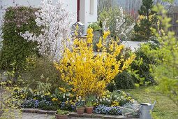 Bed with Forsythia 'Lynwood Gold' (golden flower)