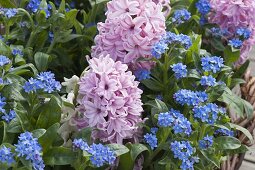 Hyacinthus 'Splendid Cornelia' (Hyazinthen) mit Myosotis 'Myomark'