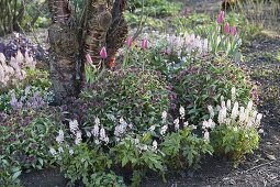 Prunus serrula (Mahagoni-Kirsche) unterpflanzt mit Tiarella (Schaumblüte)