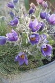 Old zinc bathtub with Pulsatilla vulgaris 'Blue Bell'