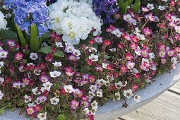 Saxifraga arendsii (Moossteinbrech), Hyacinthus orientalis (Hyazinthen)