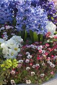 Saxifraga arendsii, Hyacinthus orientalis