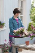 Plant box with Gaura 'Lillipop Pink' and Petunia Calimero 'Candy'