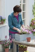 Kasten bepflanzen mit Gaura 'Lillipop Pink' und Petunia Calimero 'Candy'