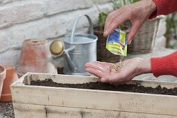 Growing cornflowers in a wooden box