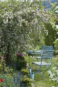 Hanging ornamental apple 'Red Jade' in bloom in the bed