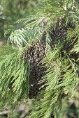 Bees swarm in the spring