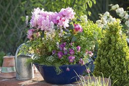 Blaue Emaille-Schüssel mit Rhododendron yakushimanum 'Polaris'