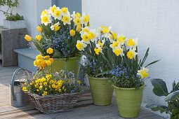 Spring blooms in pots and basket at the entrance to Narcissus 'Goblet'