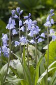 Hyacinthoides non-scripta syn. Scilla hyacinthoides