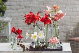 Winter decoration with Hippeastrum and Larix branches