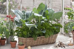 Basket with kohlrabi and parsley, Armeria