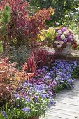 Herbstliches Terrassenbeet in blau und rot