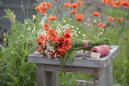 Meadow of Papaver rhoeas, Anthriscus