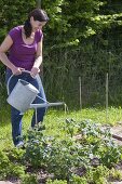 Plant tomatoes in the vegetable patch