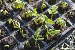 Bush beans (Phaseolus) seedlings, preferred in pot plate