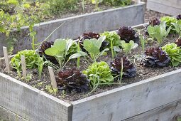 Raised bed of Salanova salads, cabbage and onions