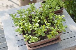 Portulak (Portulaca oleracea) in Terracotta - Schale