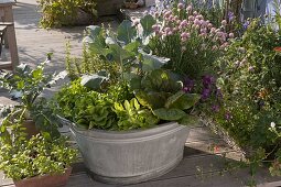 Zinc tub with salad 'Trout' right, 'Till' center and Salanova