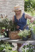 Woman planting spank basket with herbs