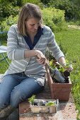 Woman planting marigolds in terracotta box