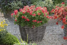 Pelargonium capitatum 'Concolor Lace' (Duftpelargonie) im Korb