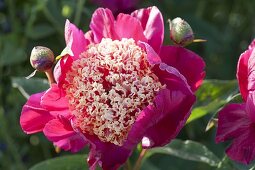 Paeonia lactiflora 'Tom Eckardt' (precious peony)