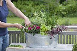 Zinc sink with herbs and salad