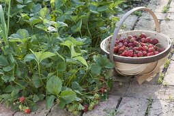 Strawberry harvest in organic garden