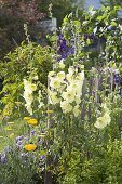 Alcea rugosa (Yellow Hollyhock, Russian Hollyhock)