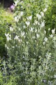 White-flowering herbs in bed with surround of hazel wickerwork