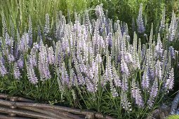 Veronica spicata 'Heidekind' (Honorary Award)