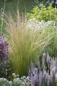 Stipa pennata (Flausch Federgras)