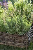 Buckler sorrel or Roman Dock (Rumex scutatus)