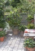 Berry balcony with blackcurrant, strawberries