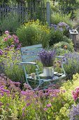 Stuhl mit frisch geschnittenem Lavendel (Lavandula) im bluehenden