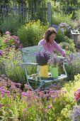 Stuhl mit frisch geschnittenem Lavendel (Lavandula) im bluehenden