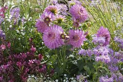 Pink and white planted flowerbed with hazel grove border