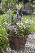 Weidenkorb bepflanzt mit Stauden : Lupinus (Lupinen), Veronica spicata