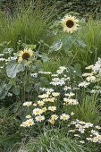 White-yellow flower bed with Helianthus annuus 'Buttercream'